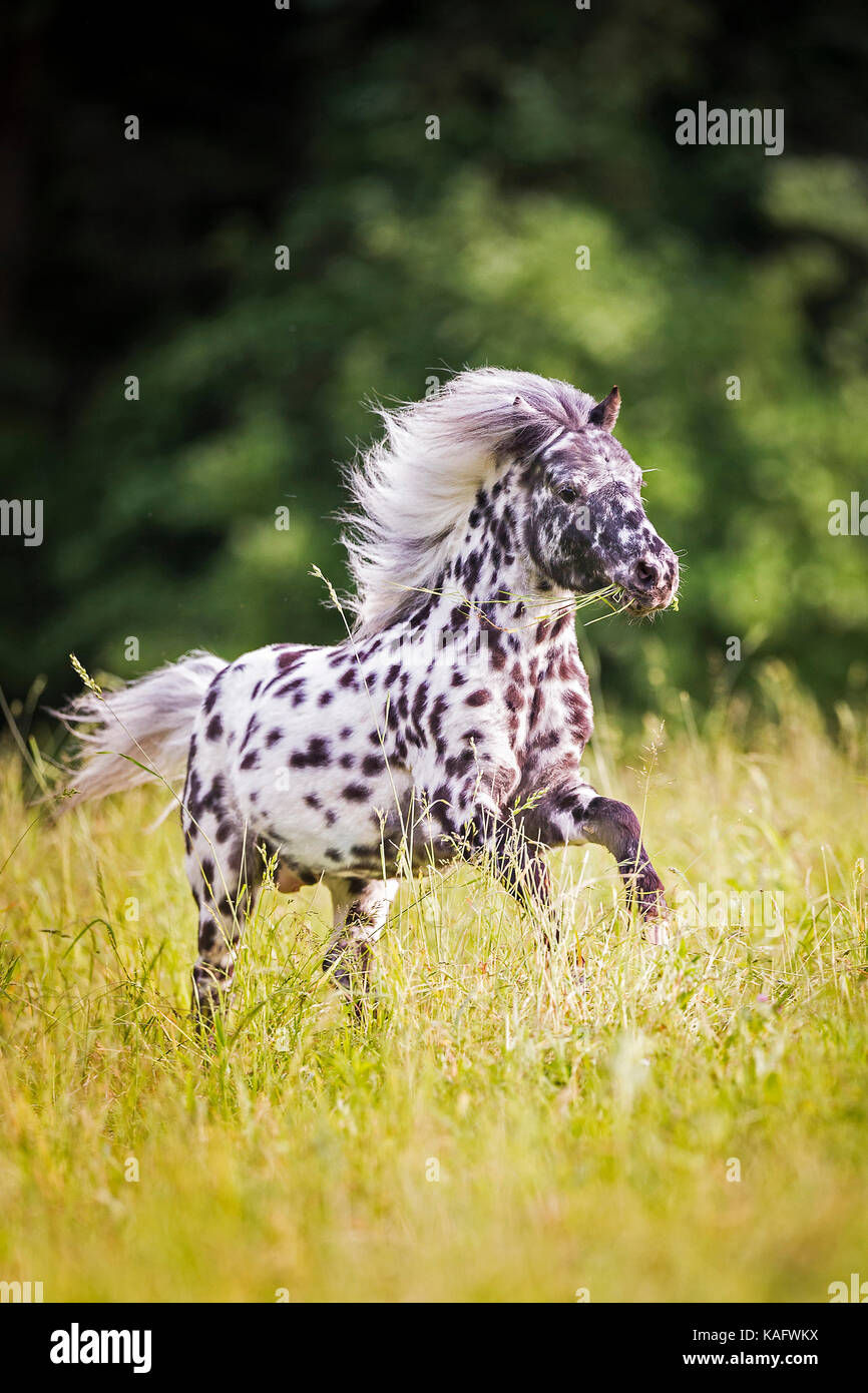 Falabella Miniature Horse. leopard-spotted stallion galloping on a meadow. Austria Stock Photo