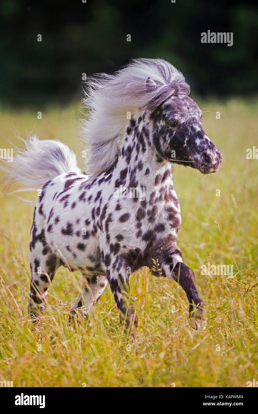 Falabella Miniature Horse. Leopard-spotted stallion galloping on a meadow. Austria Stock Photo