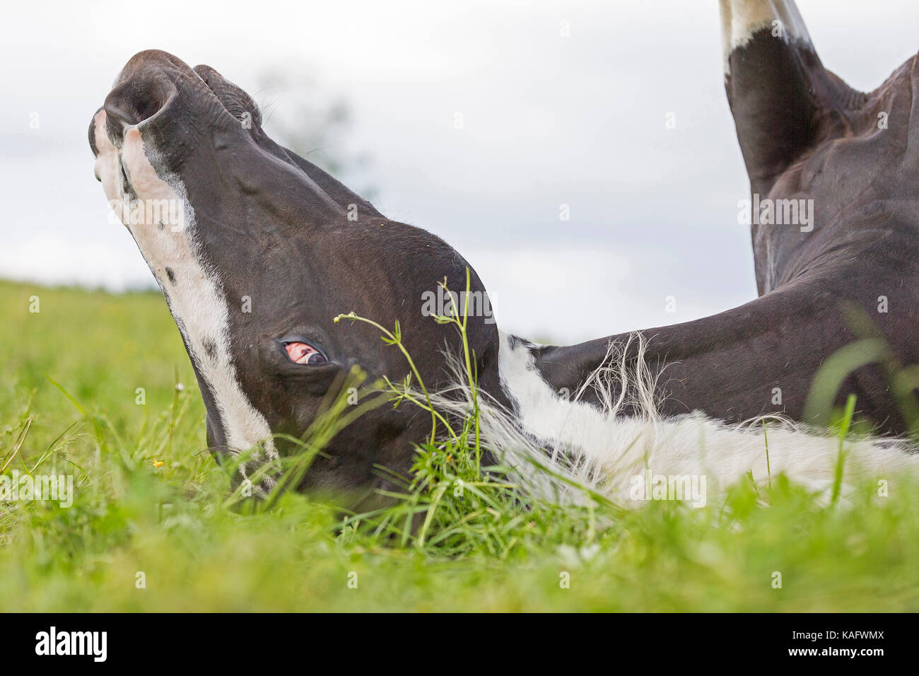 American Paint Horse. Mare rolling on grass. Austria Stock Photo