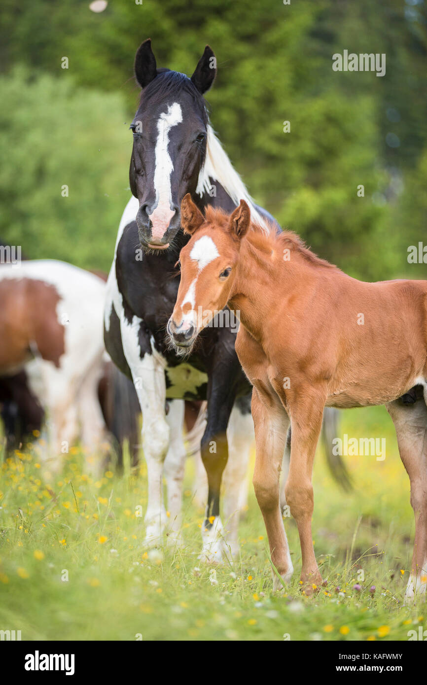 American Paint Horse. Mare with foal standing on a pasture. Austria Stock Photo Alamy