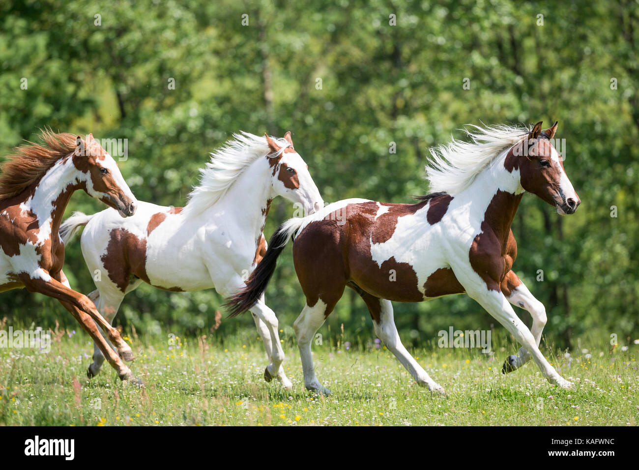 American Paint Horse. Three colts galopping on a meadow. Austria Stock