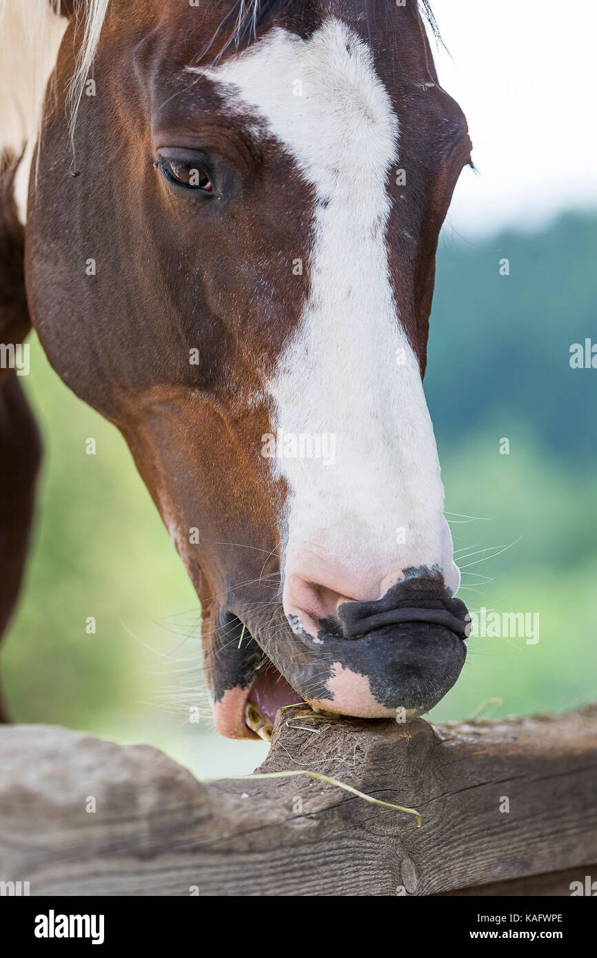 American Paint Horse, cribbing. Austria Stock Photo