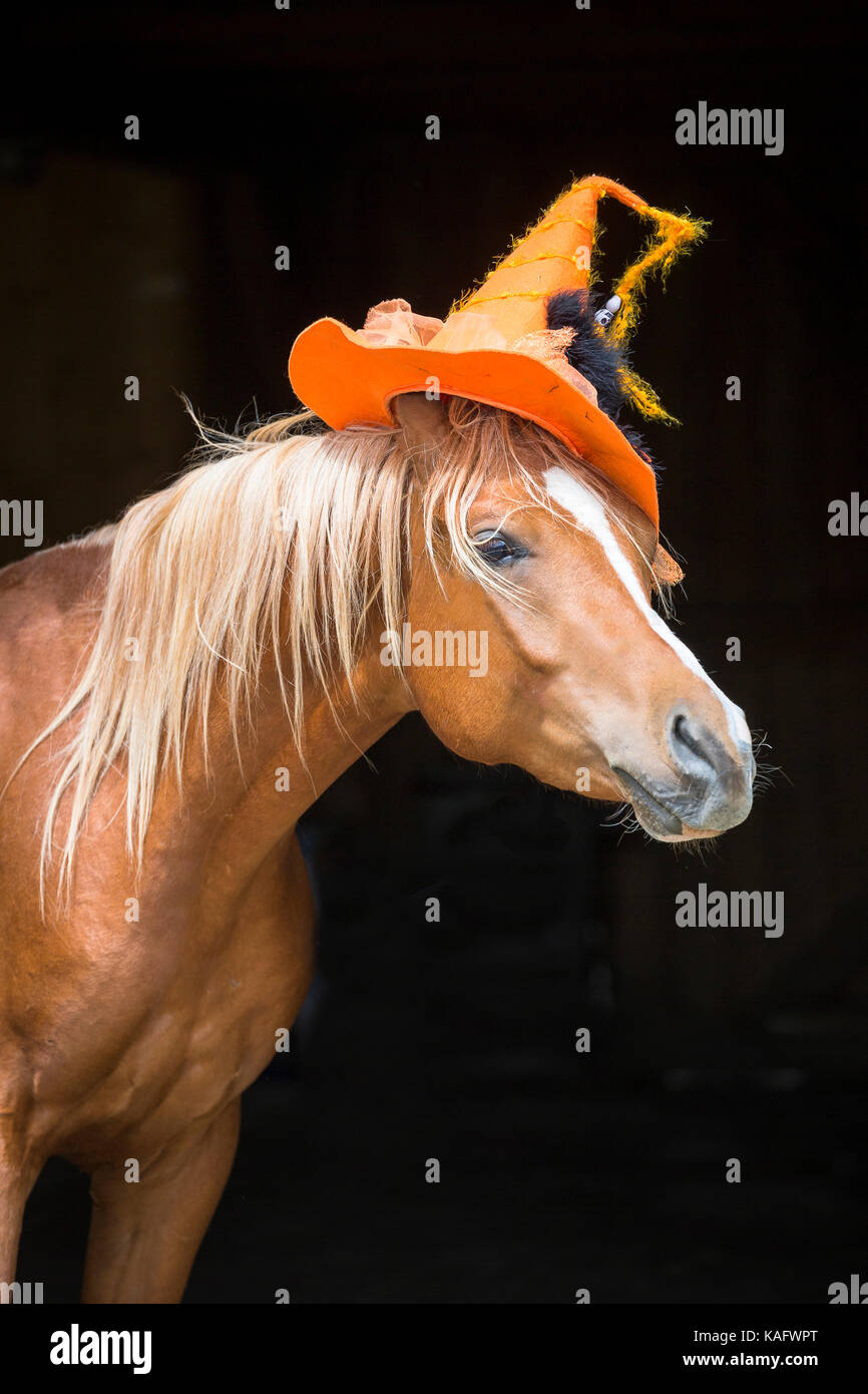 Arabian Horse. Juvenile chestnut stallion wearing witches hat. Austria Stock Photo