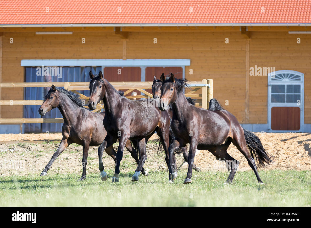 Stable Germany Bavarian Warmblood. Juvenile mares galloping in front of a stable ...