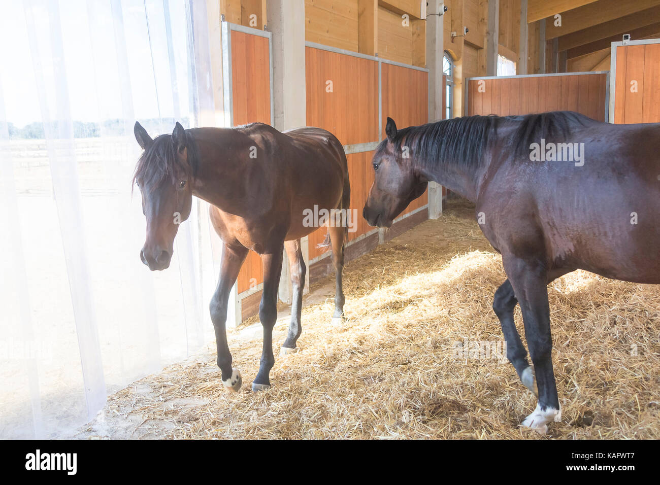 Stable Germany Warmblood. Two bay adults in an open stable. Germany Stock Photo - Alamy