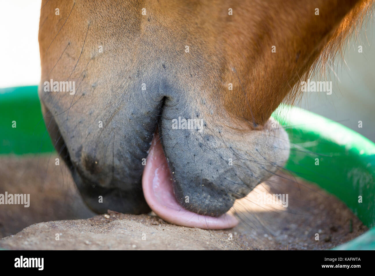 Domestic horse, Trakehner licking a rock salt, a mineral food supplement. Germany Stock Photo