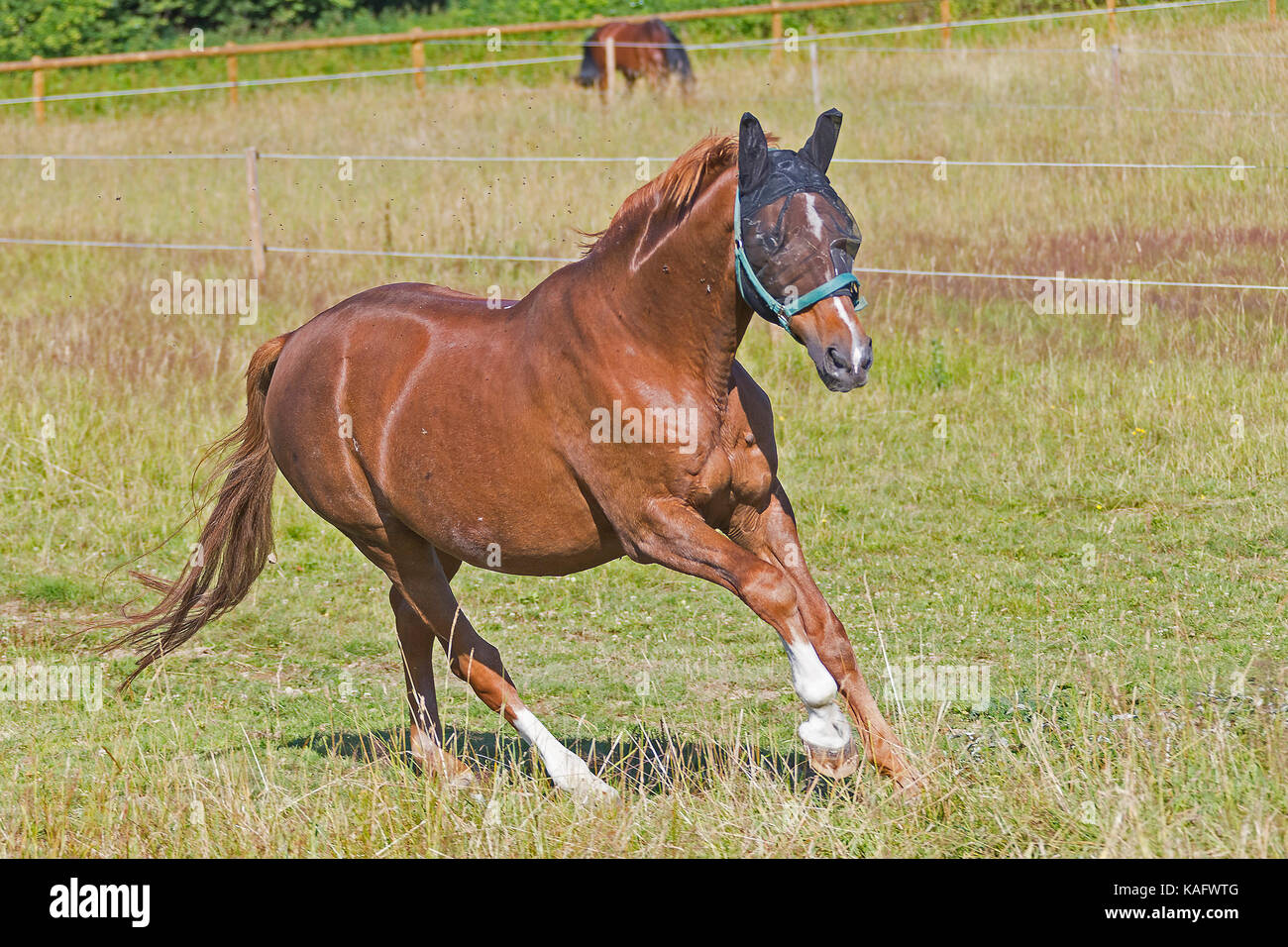 Danish Warmblood. Chestnut horse galloping on a meadow, wearing fly mask and fly cap. Germany Stock Photo