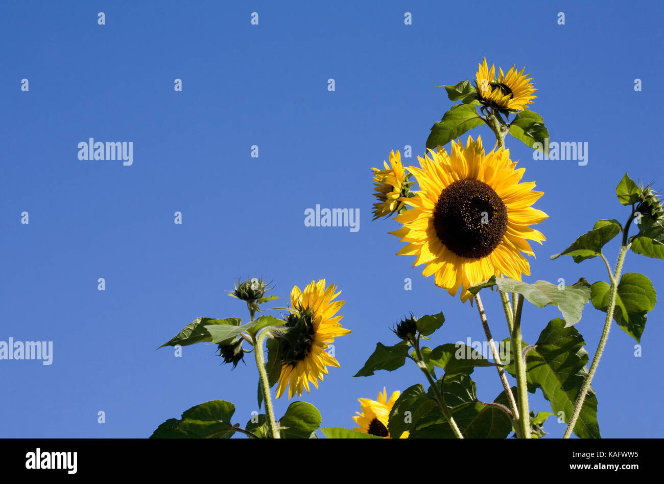 Helianthus annuus. Giant multi headed sunflowers. Stock Photo