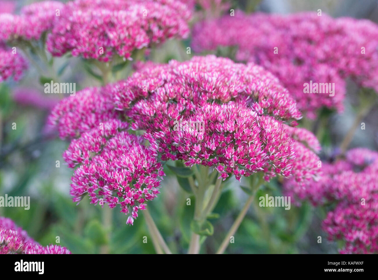 Hylotelephium flowers. Sedum spectabile. Stock Photo