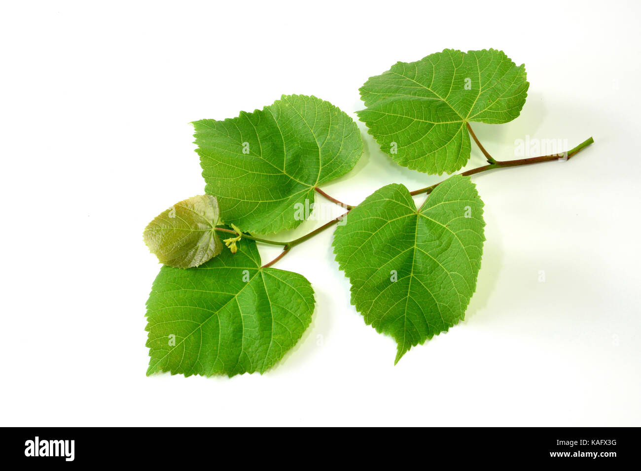 Large-leaved Lime (Tilia platyphyllos), twig with leaves, studio picture Stock Photo
