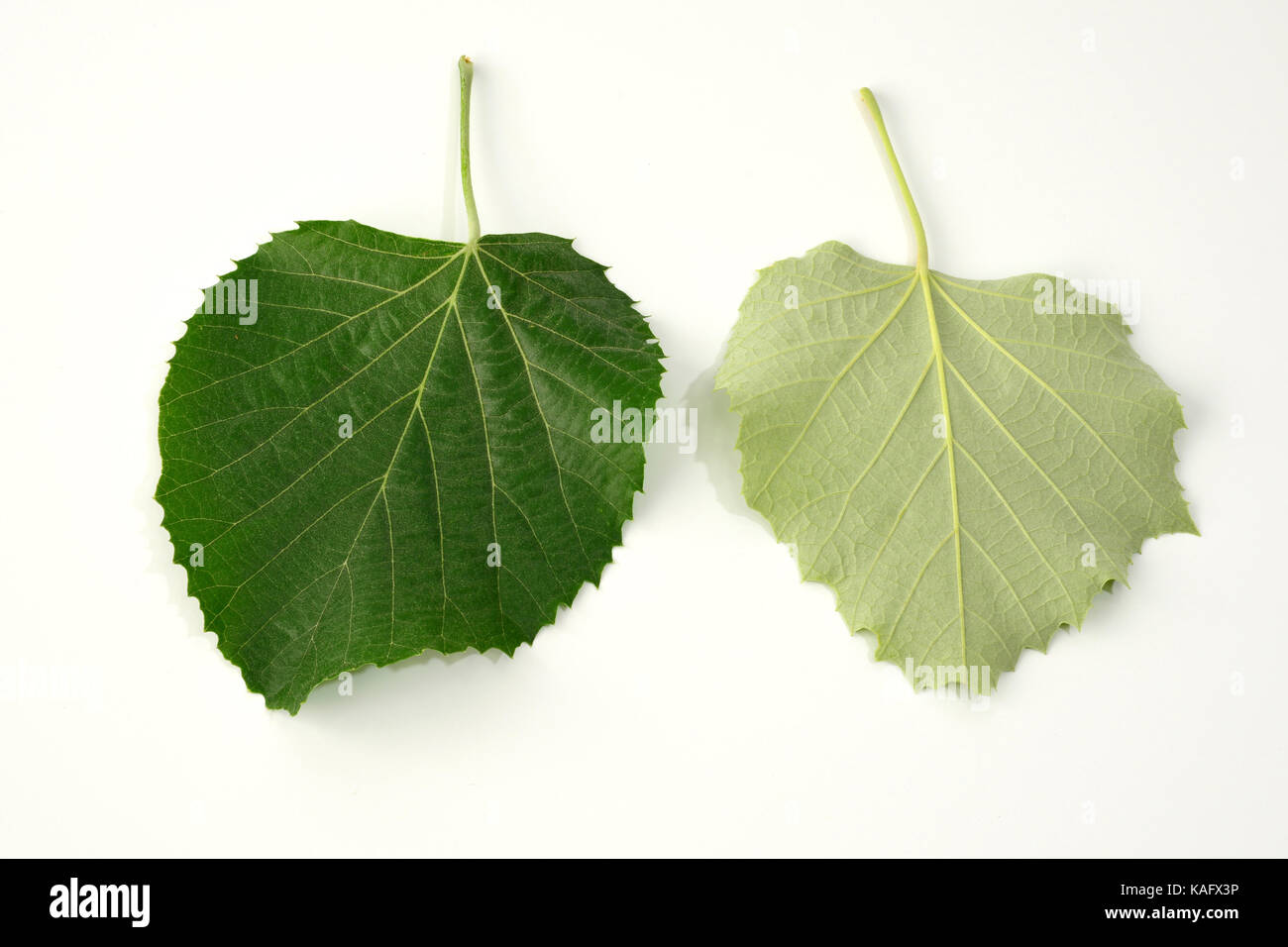 Silver Lime, Silver Linden (Tilia tomentosa) leaf from above and from the backside, Studio, cutout Stock Photo