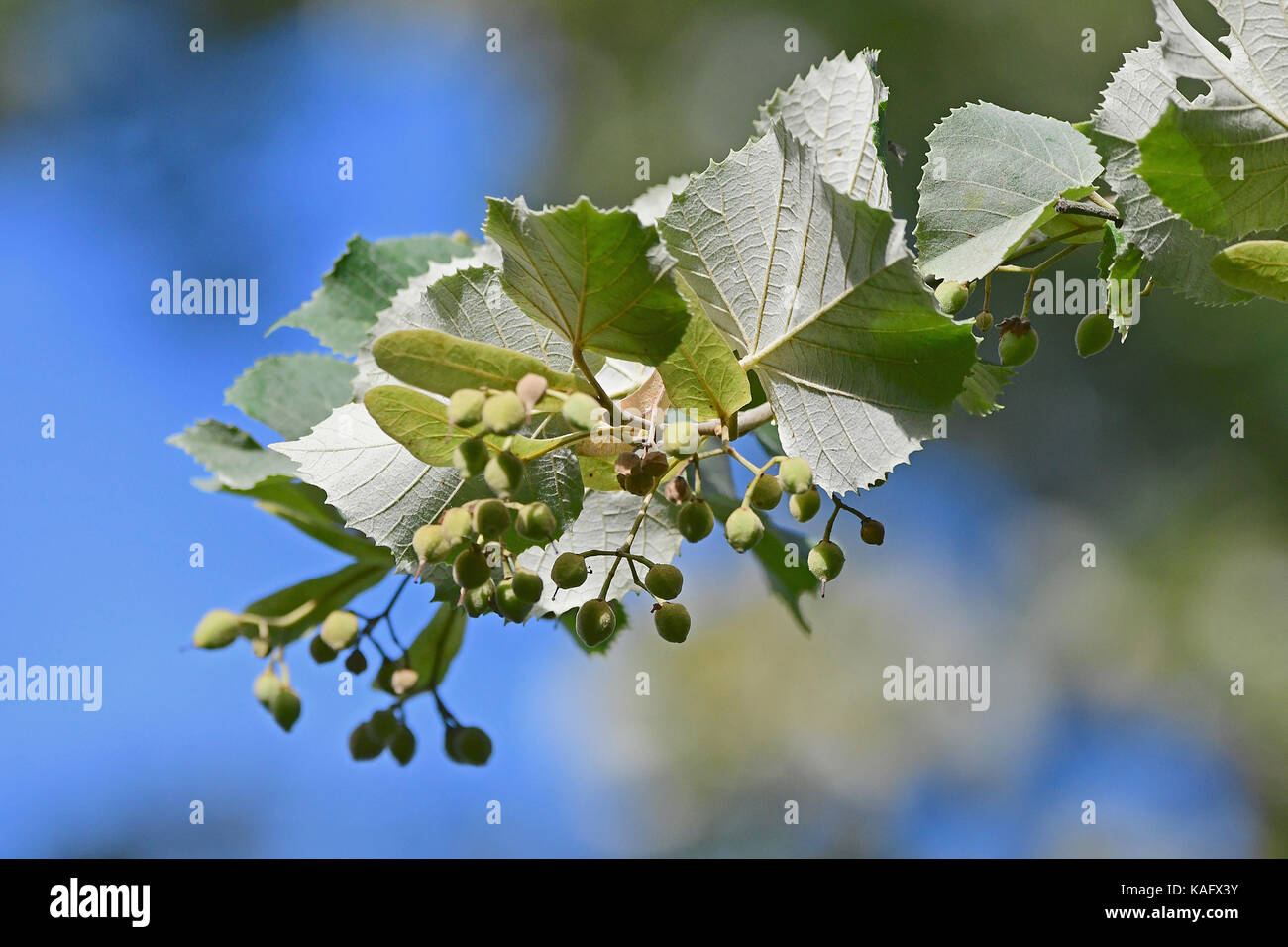 Silver Lime, Silver Linden (Tilia tomentosa) Twigs with fruit, underside of leaves clearly visible Stock Photo