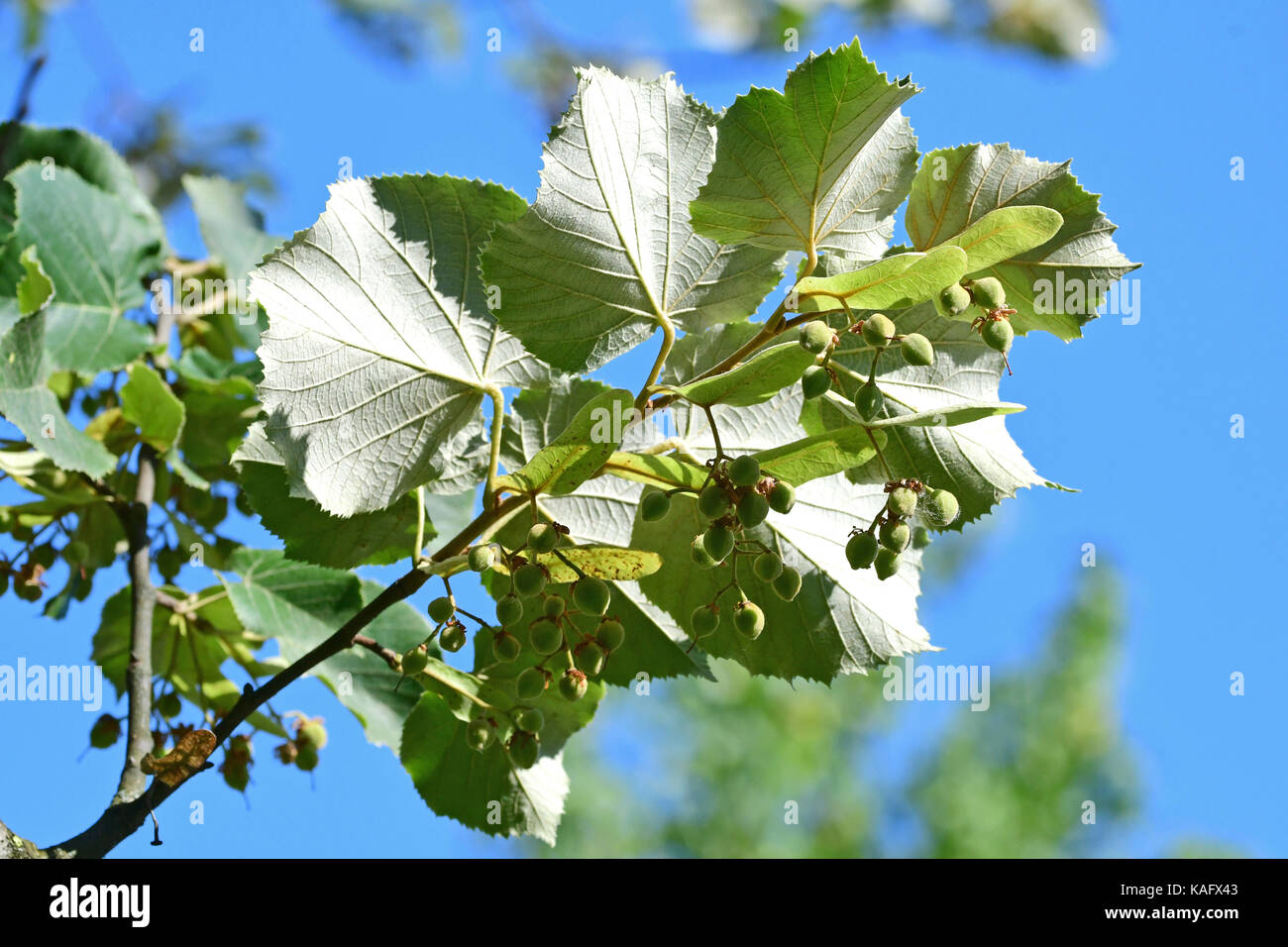 Silver Lime, Silver Linden (Tilia tomentosa) Twigs with fruit, underside of leaves clearly visible Stock Photo