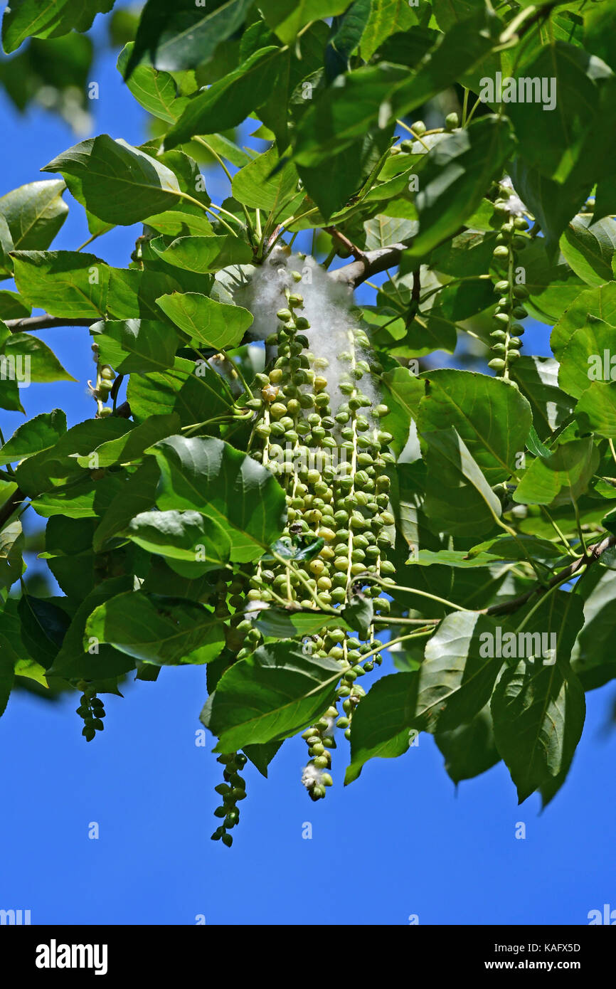 Black Poplar (Populus nigra) twigs with leaves and  seeds surrounded by soft white hairs Stock Photo