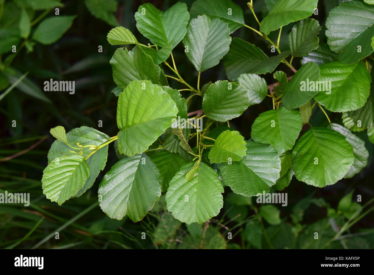 Common Alder, European Alder (Alnus glutinosa), twig with leaves Stock Photo