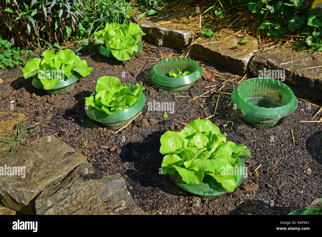 Special fence, constructed as ring protects salad against snails Stock Photo