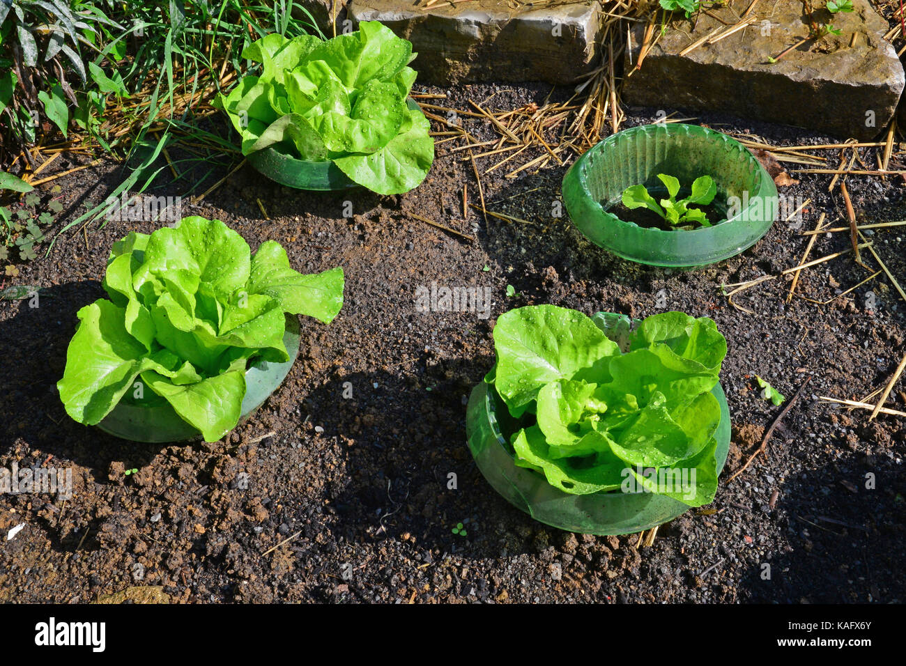 Special fence, constructed as ring protects salad against snails Stock Photo