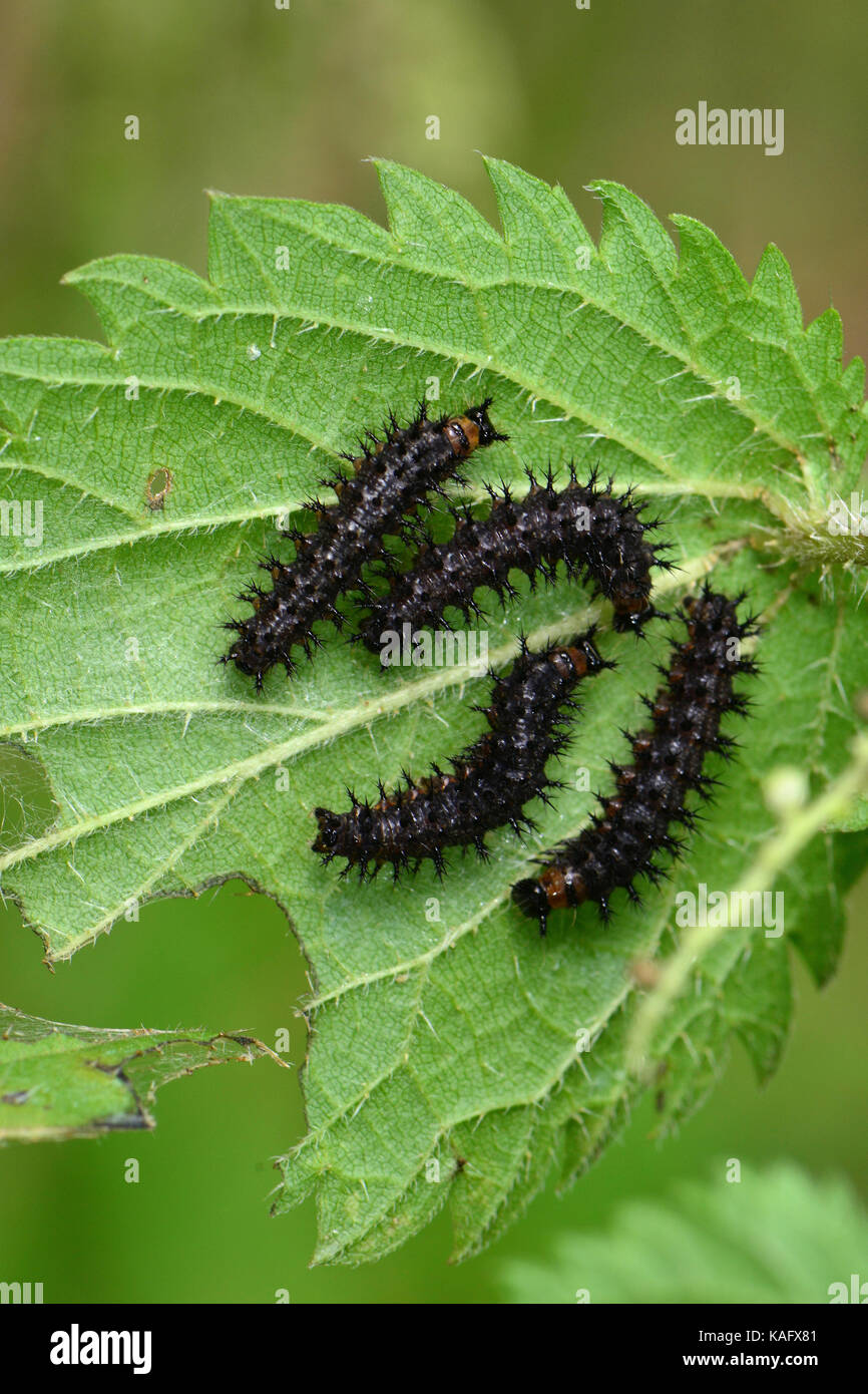 Map Butterfly (Araschnia levana) caterpillars feeding commonly at a nettle Stock Photo