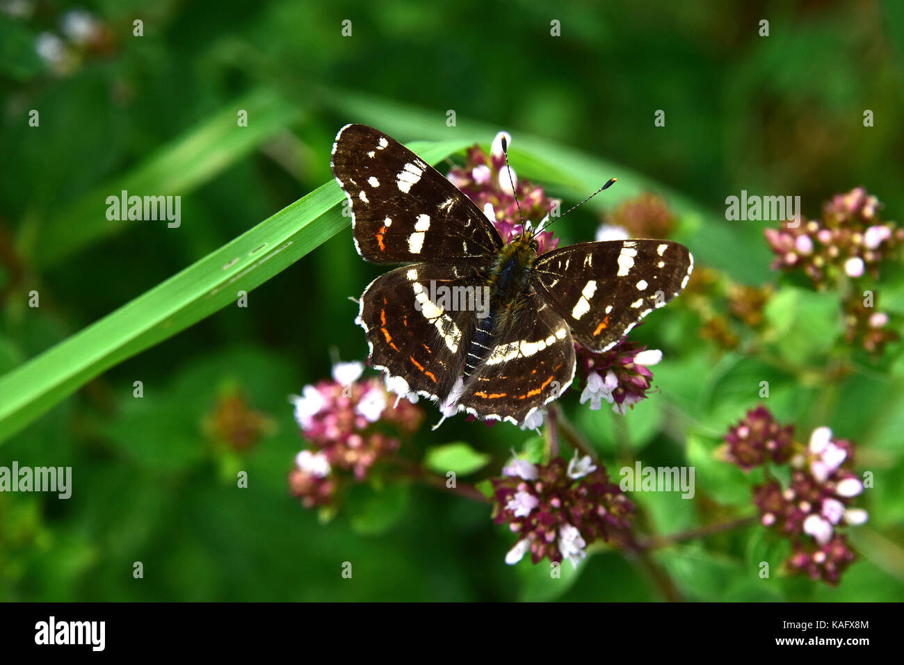Map Butterfly (Araschnia levana) sitting on the flower of  Wild Majoram Stock Photo
