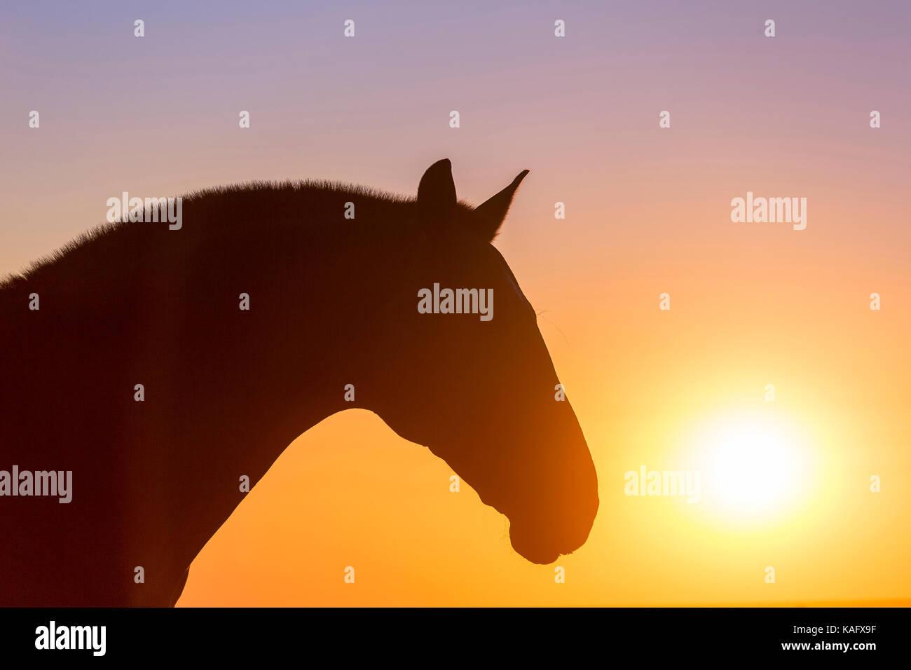 Pure Spanish Horse, Andalusian. Portrait of adult mare, silhouetted against the setting sun. Spain Stock Photo