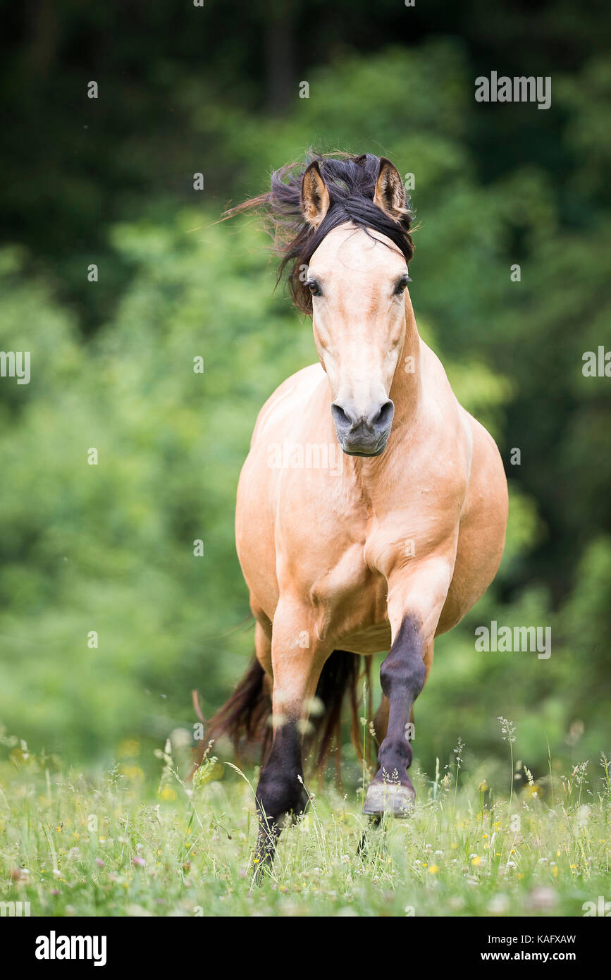 Pure Spanish Horse, Andalusian. Dun stallion galloping on a pasture. Austria Stock Photo