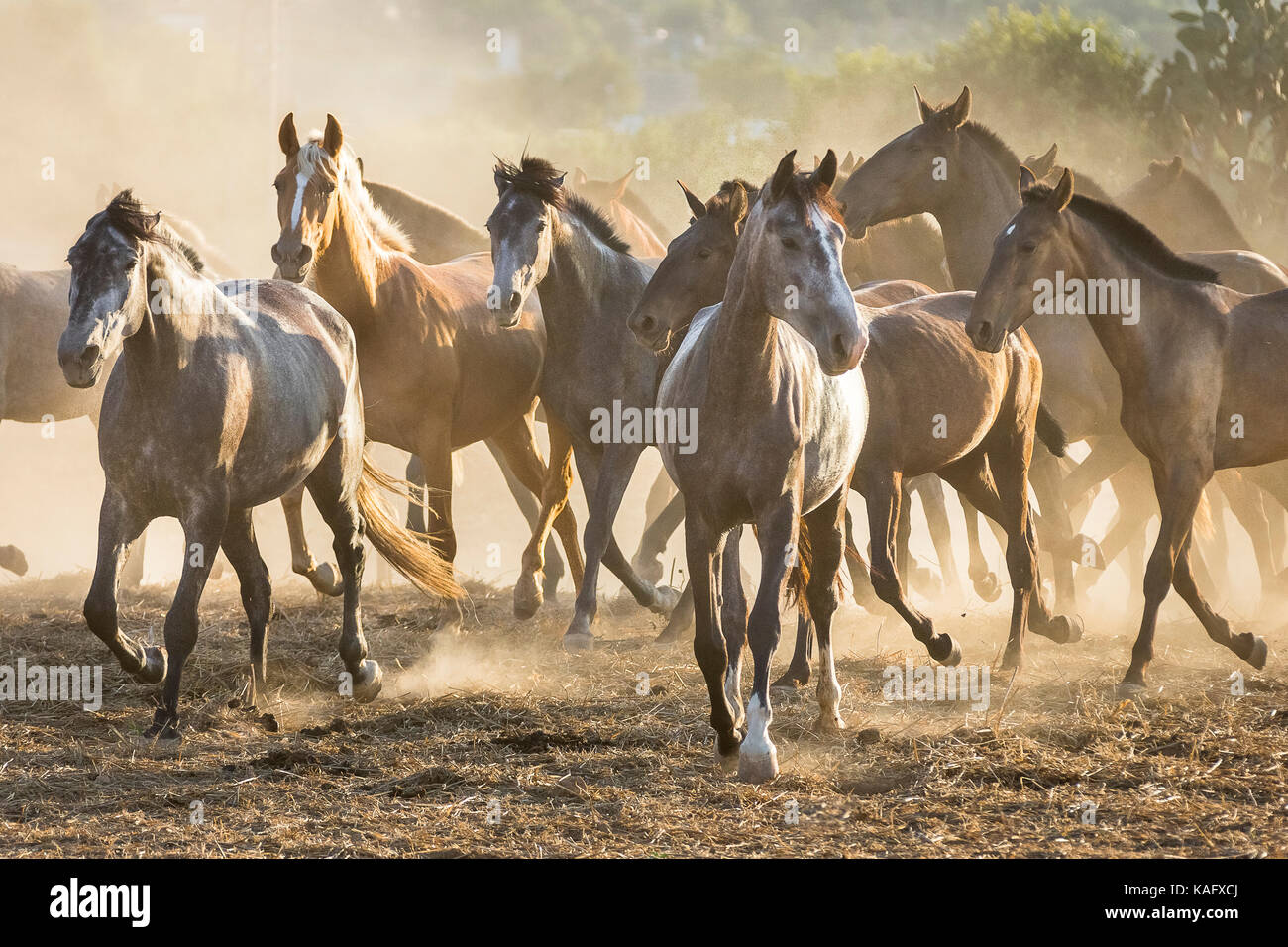 Pure Spanish Horse, Andalusian. Herd of juvenile mares trotting on dusty ground. Spain Stock Photo