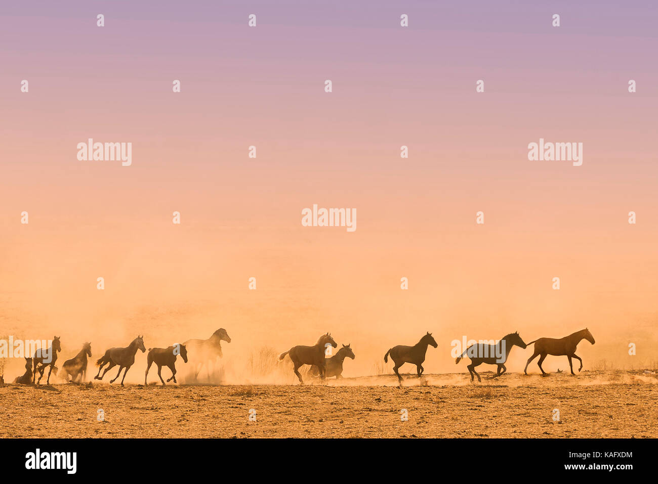 Pure Spanish Horse, Andalusian. Herd of juvenile mares galloping on dusty ground, silhouetted against the evening sky. Spain Stock Photo