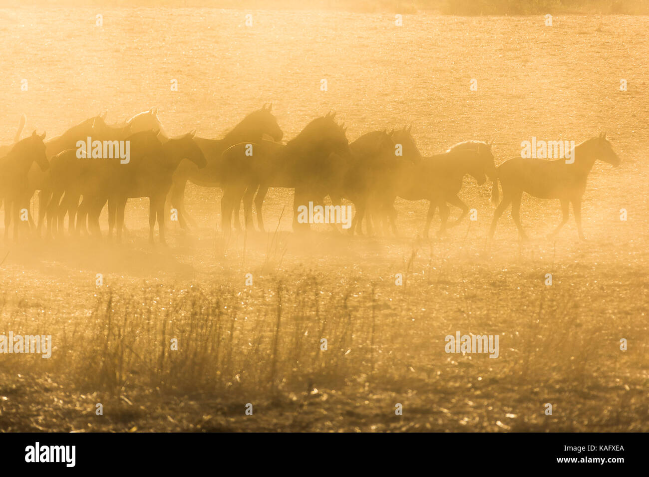 Pure Spanish Horse, Andalusian. Herd of juvenile mares walking on dusty ground, silhouetted against the evening sky. Spain Stock Photo