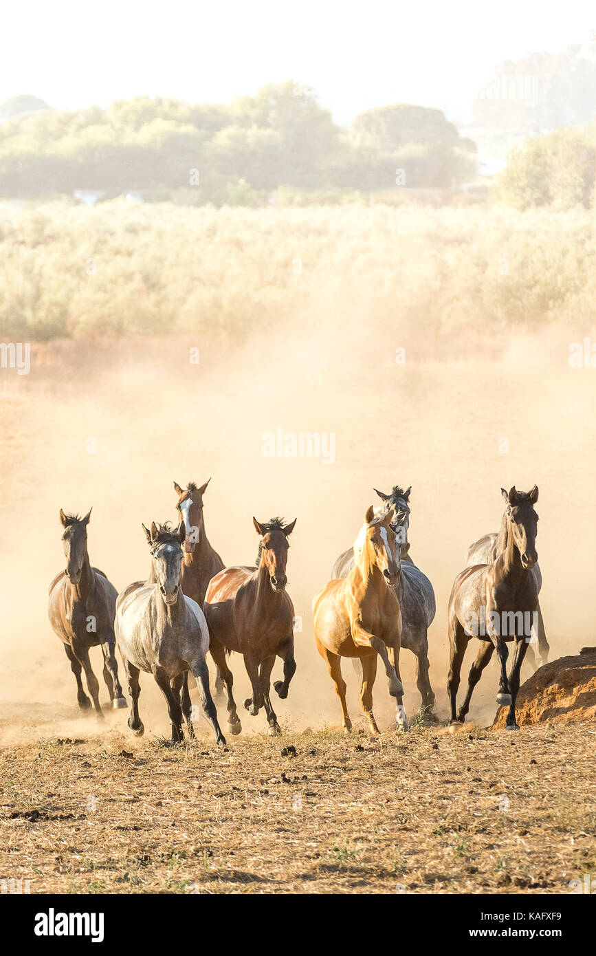 Pure Spanish Horse, Andalusian. Herd of juvenile mares galloping on dusty ground. Spain Stock Photo