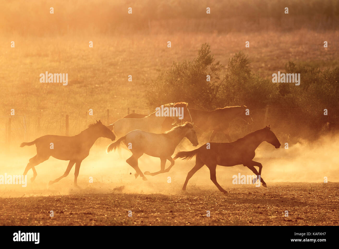 Pure Spanish Horse, Andalusian. Herd of juvenile stallions galloping on dusty ground, silhouettes in evening light. Spain Stock Photo