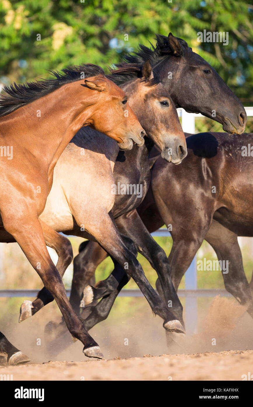Pure Spanish Horse, Andalusian. Herd of juvenile stallions galloping on dry ground, one biting another. Spain Stock Photo