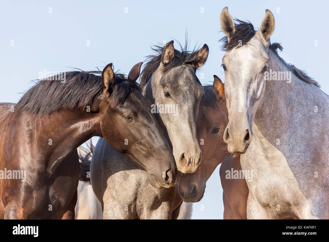 Pure Spanish Horse, Andalusian. Portrait of three juvenile stallions on a pasture. Spain Stock Photo