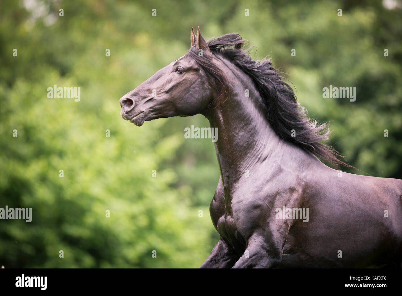 Pure Spanish Horse, Andalusian. Black stallion galloping on a pasture, portrait. Austria Stock Photo