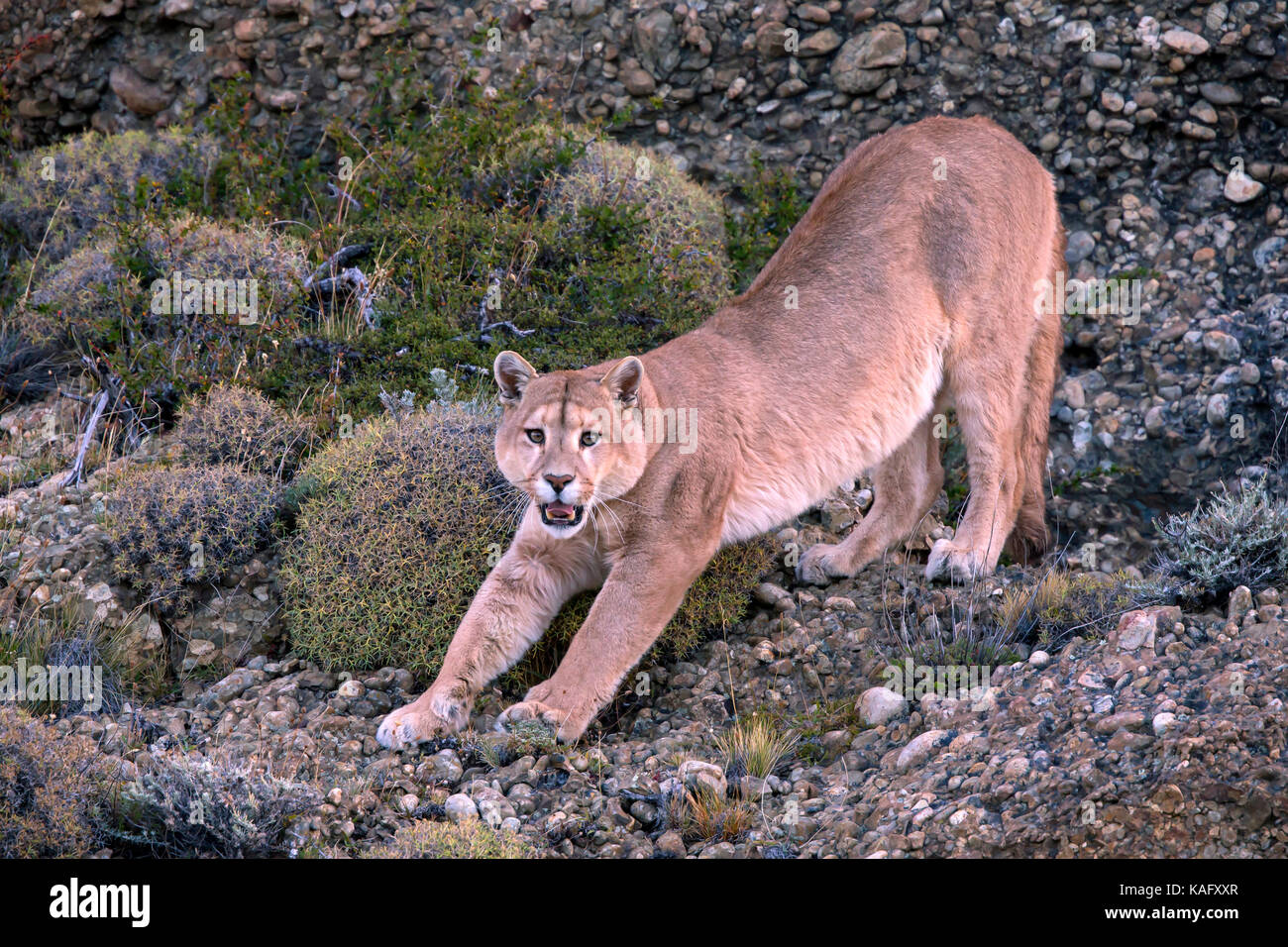 Cougar, Mountain Lion (Puma concolor) Male stretching Stock Photo - Alamy