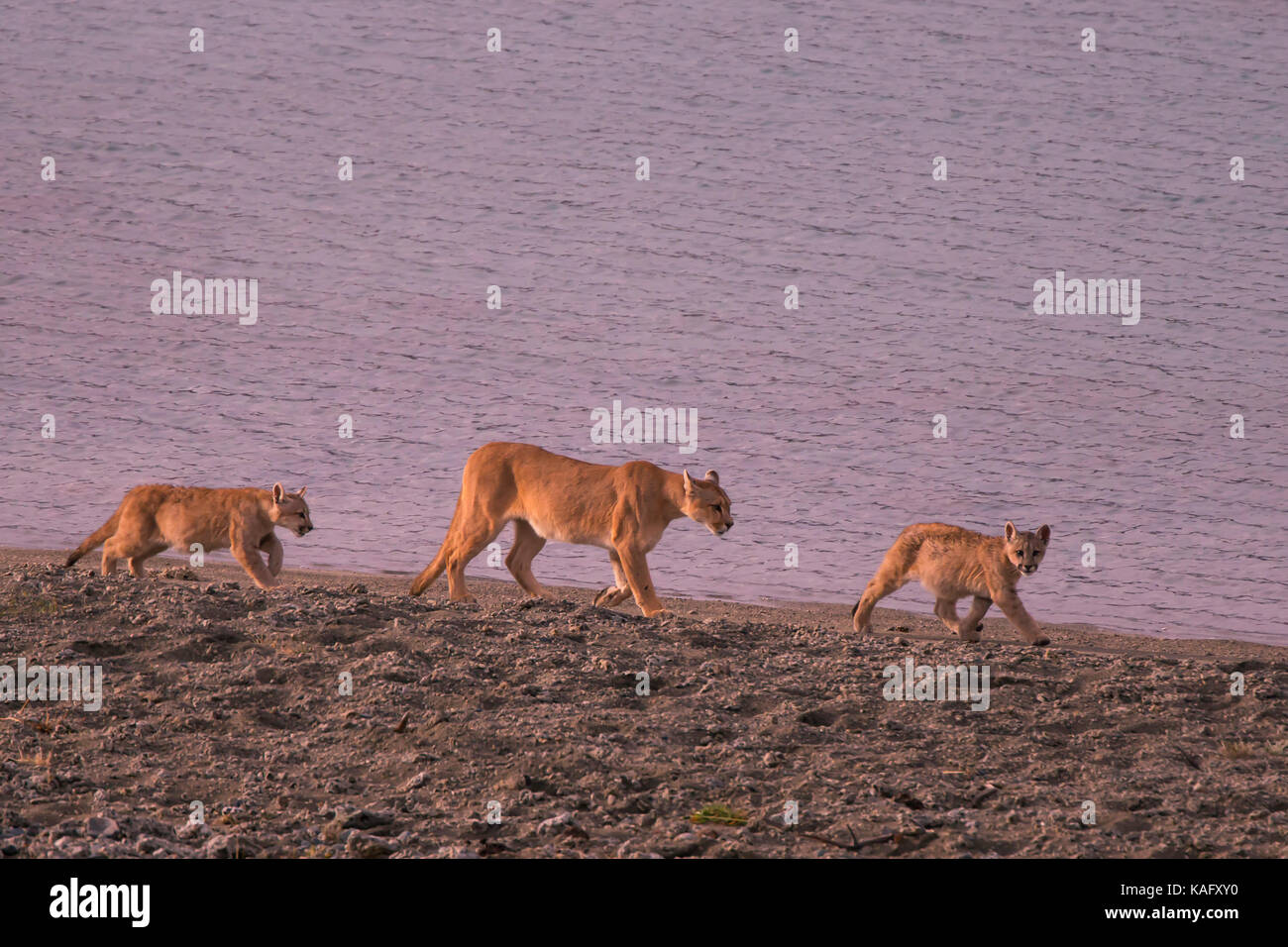 Cougar Mountain Lion Puma Concolor Female With Two 8 Month Old Stock Photo Alamy Cougar Mountain Lion Puma Concolor Female With Two 8 Month Old Stock Photo Alamy