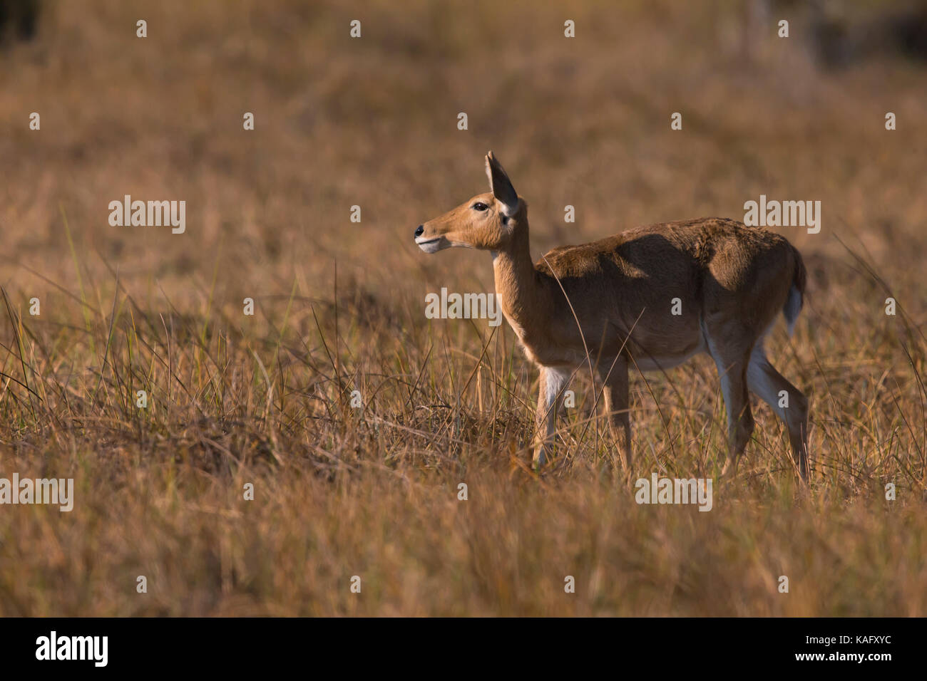Bohor Reedbuck (Redunca redunca) female standing in savanna Stock Photo