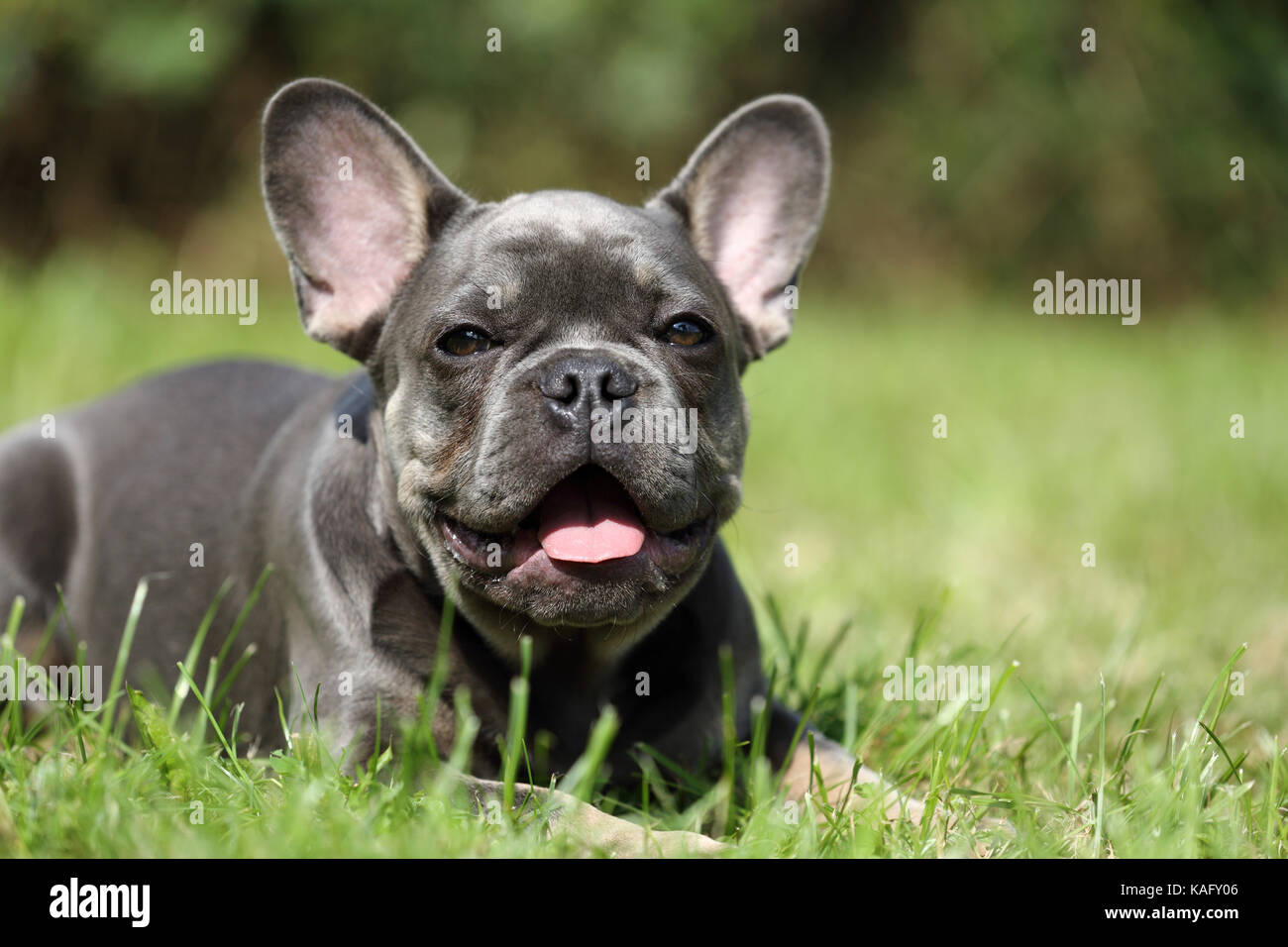 French Bulldog. Male puppy lying in grass while panting. Germany Stock Photo