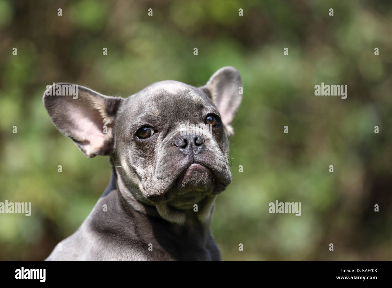 French Bulldog. Portrait of a male. Germany Stock Photo