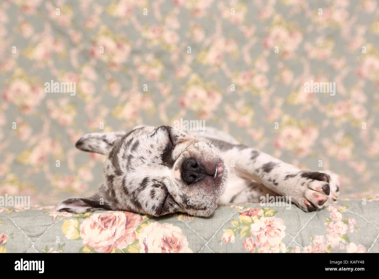 French Bulldog. Puppy (6 weeks old) sleeping on a blanket with rose flower print. Germany Stock Photo