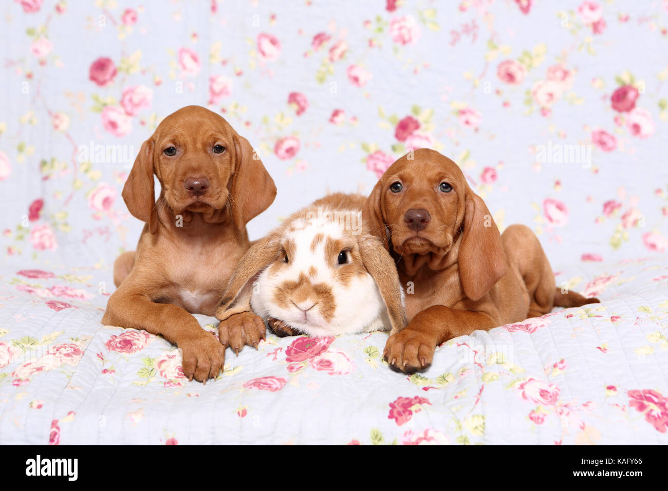 Vizsla. Two puppies (6 weeks old) and dwarf lop-eared rabbit lying on a blue blanket with rose flower print. Germany Stock Photo