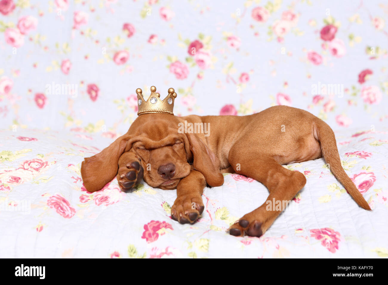 Vizsla. Puppy (6 weeks old) sleepig on a blue blanket with rose flower print, wearing a crown on its head. Germany Stock Photo