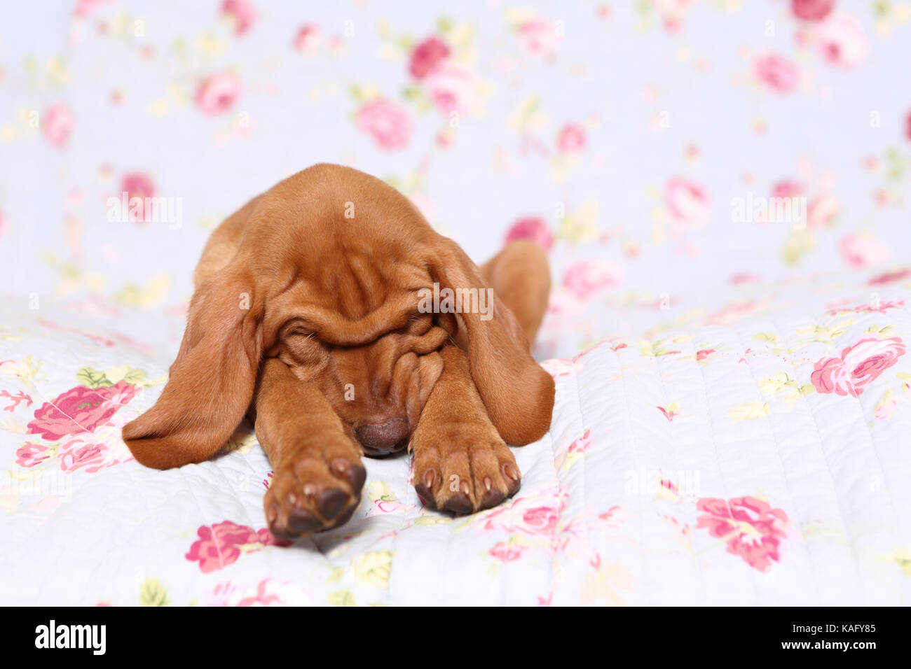 Vizsla. Puppy (6 weeks old) sleeping on a blue blanket with rose flower print. Germany Stock
