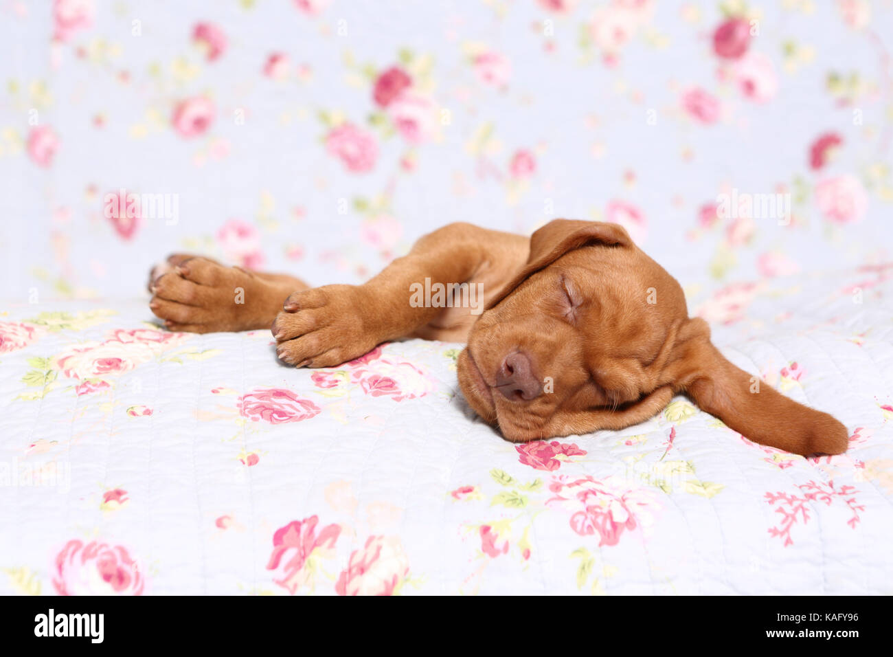 My Wirehaired Vizsla Snores In Its Sleep