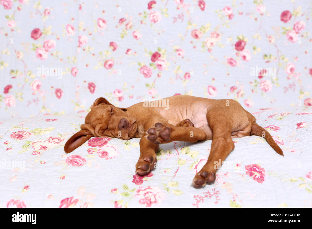 Vizsla. Puppy (6 weeks old) sleeping on a blue blanket with rose flower print. Germany Stock Photo