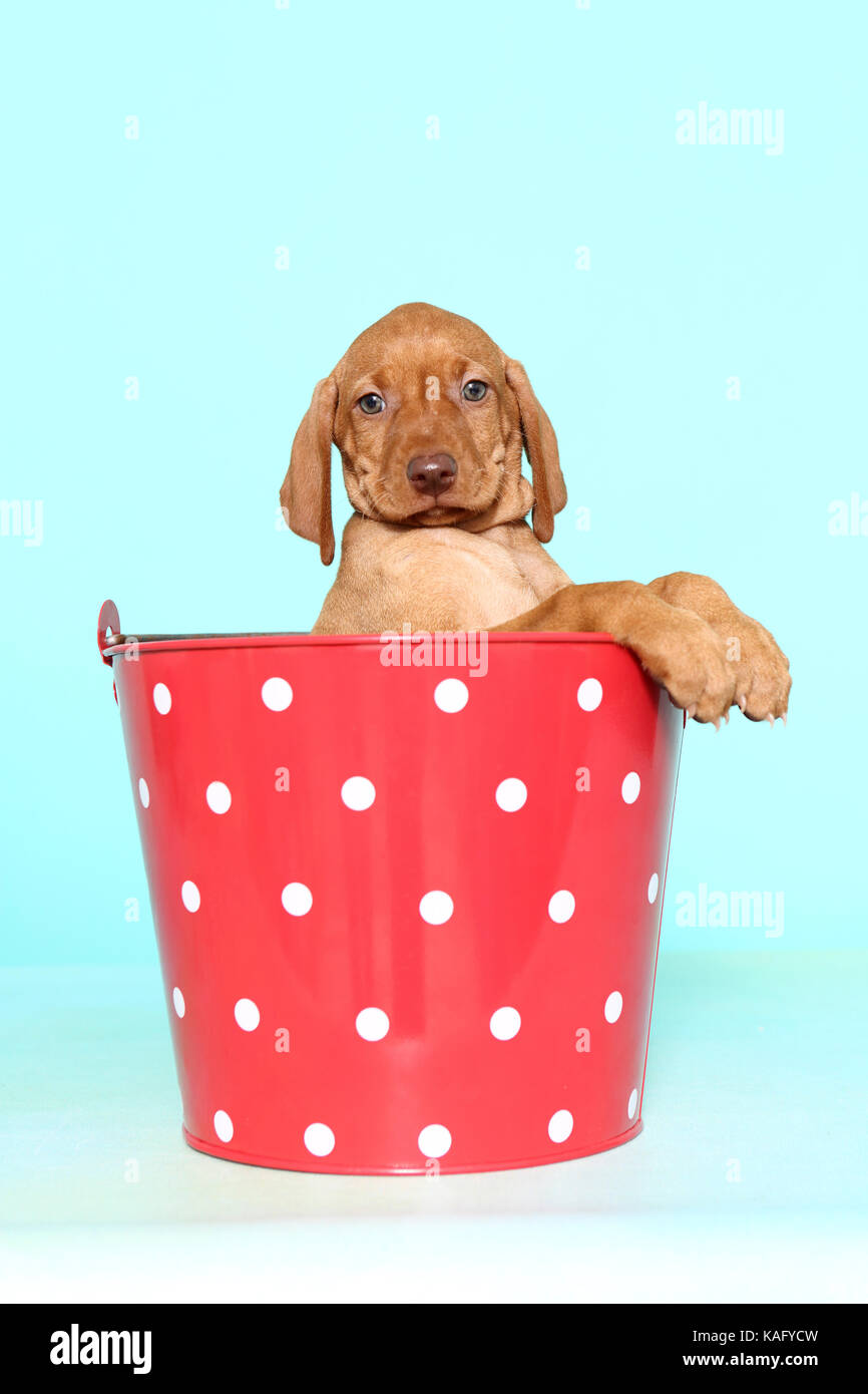 Vizsla. Puppy (6 weeks old) looking out from a red bucket with white polka dots. Studio picture, seen against a light blue background. Germany Stock Photo