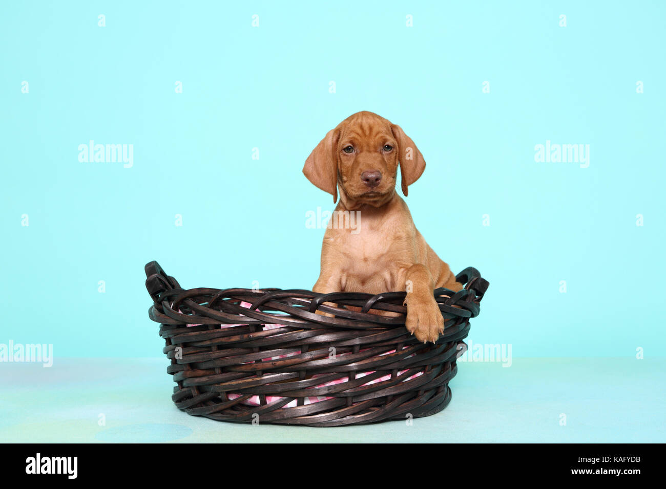 Vizsla. Puppy (6 weeks old) sitting in a basket. Studio picture, seen against a light blue background. Germany Stock Photo
