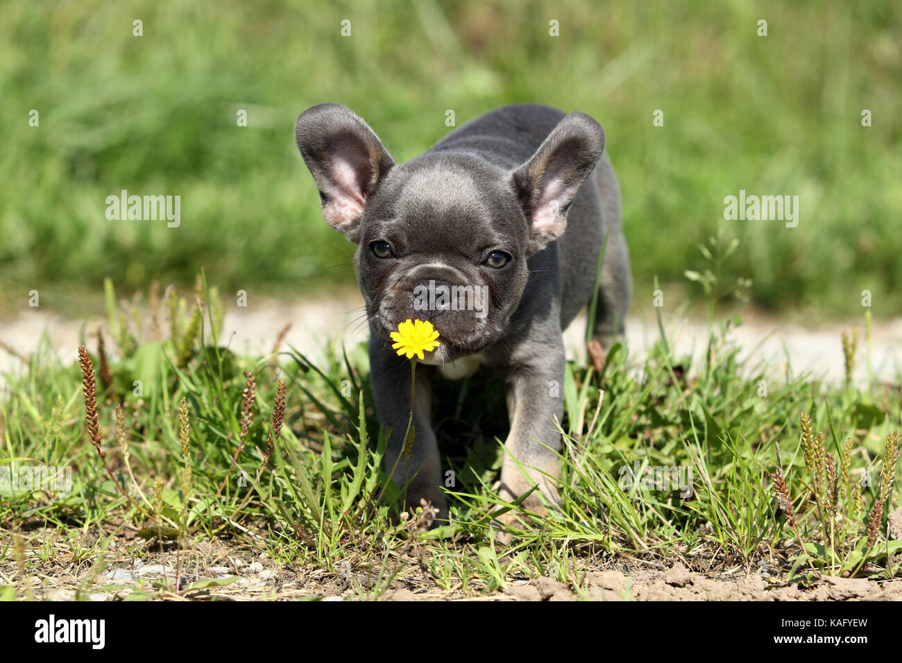 French Bulldog. Puppy (6 weeks old) sniffing at a yellow flower. Germany Stock Photo