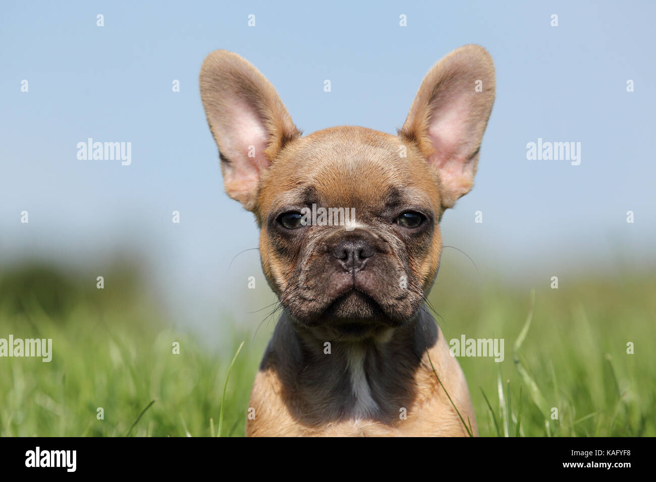 French Bulldog. Puppy (6 weeks old) standing in grass, portrait. Germany Stock Photo
