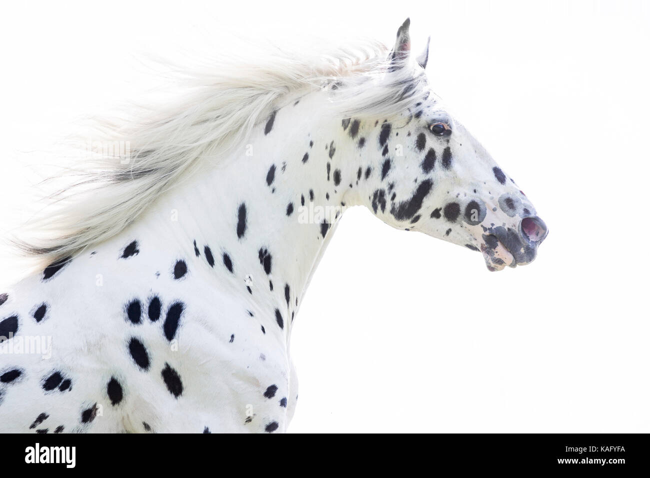 Knabstrup. Portrait of a leopard-spotted juvenile stallion, seen against a white background. Germany Stock Photo