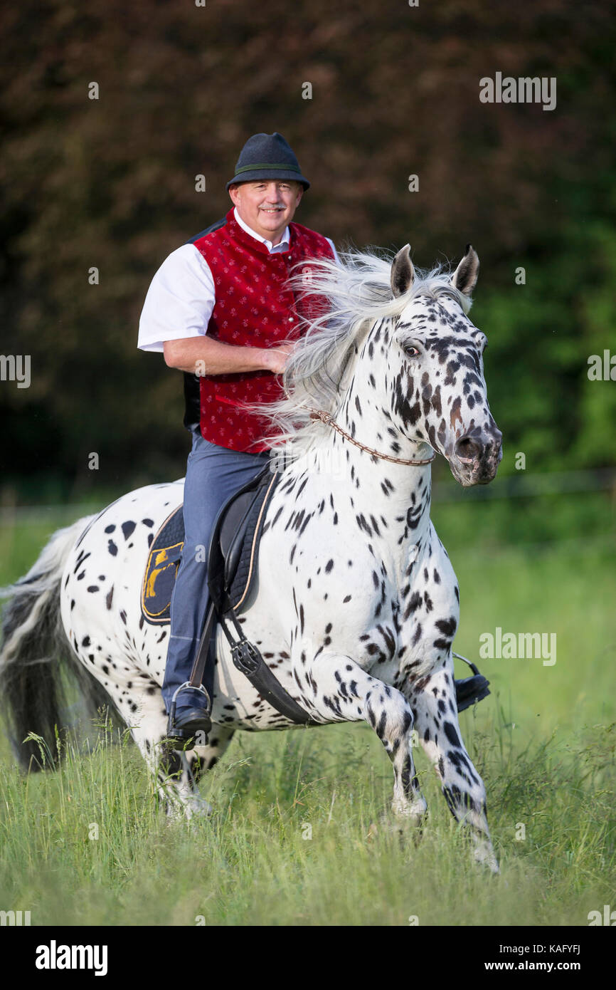 Knabstrup Horse. Wolfgang Hellmayr with adult stallion galloping on a meadow, using a neck ring only. Austria Stock Photo